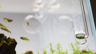 魅せる大人のお洒落な30cm水槽を作る　リリィパイプとCO2拡散器（ディフューザー）